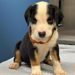 Orange Girl - Black, white and red female Greater Swiss Mountain Dog puppy in Lower Burrell, Pennsylvania from Polyanna’s GSMD