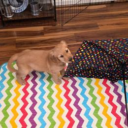 Boy 2 - Golden male Golden Retriever puppy in Albany, Oregon from Sutter Bay Retrievers