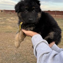 Trixie yellow - Black and red female German Shepherd puppy in Herrick, South Dakota from Dakota Shepherds Kennels