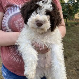 Billy - White Lagotto Romagnolo puppy in Chehalis, Washington from Scarlet Oak Lagotti