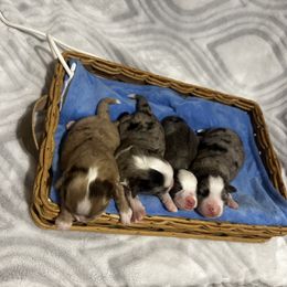 Miniature Australian Shepherd and Toy Australian Shepherd Puppies from Cherry Grove Kennel