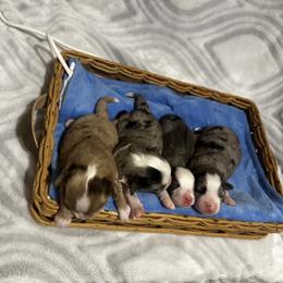 Miniature Australian Shepherd and Toy Australian Shepherd Puppies from Cherry Grove Kennel