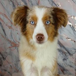Teddy - Red merle Toy Australian Shepherd puppy in Citra, Florida from Southpaw Herders LLC