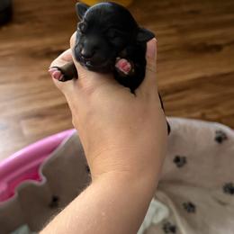 Black Tri female - Black tri female Miniature Australian Shepherd puppy in Ellendale, North Dakota from Ark Acres Kennels