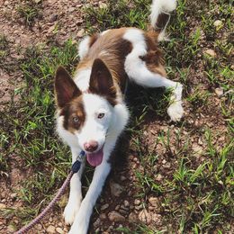 Cricket - Border Collie