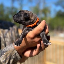 Orange - girl - Yellow female Leonberger puppy in Gilmanton, New Hampshire from Stonewall Leonbergers