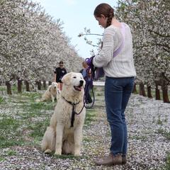 Willow - White Maremma Sheepdog puppy in Kings County, California from Prancing Pony Farm Maremma Sheepdogs