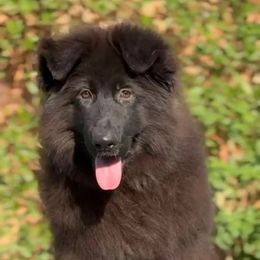 King - Black male German Shepherd puppy in Lexington, Virginia from Buffelbach Farmstead Shepherds