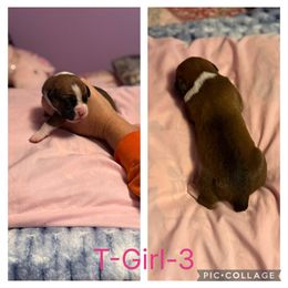 T-Girl-3 - Fawn female Boxer puppy in Evington, Virginia from Buffalo Creek Boxers