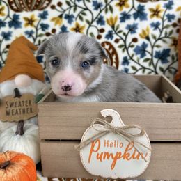 Aphrodite - Blue merle and white female American Corgi puppy in Waskom, Texas from Piney Woods Corgis