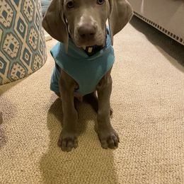 Weimaraner Puppies from Silver Spoon Weimaraners