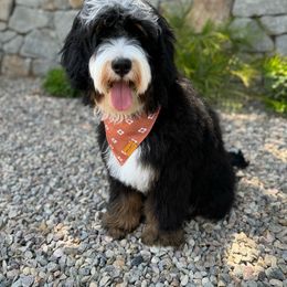 Gunnar - Bernedoodle