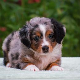 Theo - Blue merle male Miniature American Shepherd puppy in Chocowinity, North Carolina from Foxtail Hollow