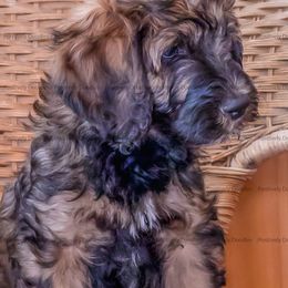 Bernedoodle and Cavapoo Puppies from Positively Doodles