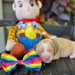 Rex - Apricot male Goldendoodle puppy in Camden, North Carolina from Oopsie Doodles of NC