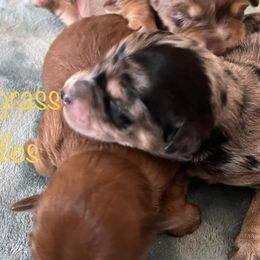 Assorted Doodle Crosses and Miniature Australian Shepherds from Sweetgrass Doodles