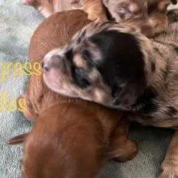 Assorted Doodle Crosses and Miniature Australian Shepherds from Sweetgrass Doodles