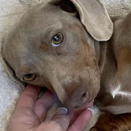 Gordon - Dachshund