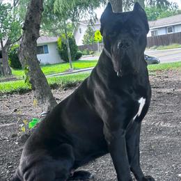 She Hulk - Cane Corso
