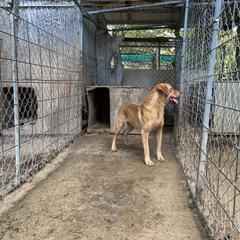 AJ - Deadgrass male Chesapeake Bay Retriever puppy in Pendleton County, Kentucky from Blue Sky Chesapeakes