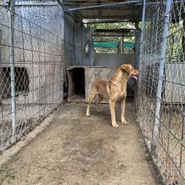 AJ - Deadgrass male Chesapeake Bay Retriever puppy in Pendleton County, Kentucky from Blue Sky Chesapeakes