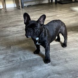 Cricket - French Bulldog