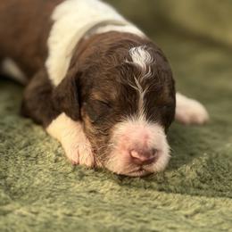 Anthony - Grey Collar - Brown male Poodle puppy in Monroe, North Carolina from The Klepper Homestead