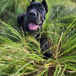 Cane Corso Puppies from Redhawke Cane Corso