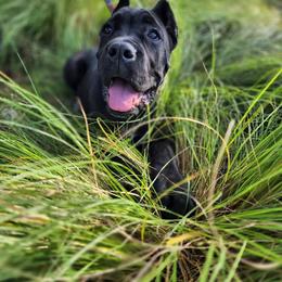 Cane Corso Puppies from Redhawke Cane Corso