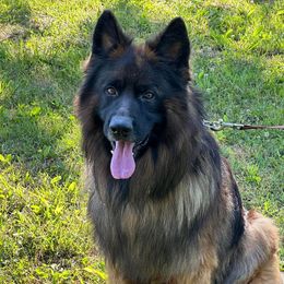 Savage - German Shepherd
