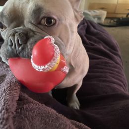 McGee - French Bulldog