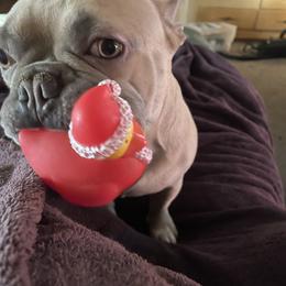 McGee - French Bulldog