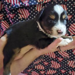 Freedom - Black tri male Miniature Australian Shepherd puppy in Arlington, Texas from CopperHead Aussies
