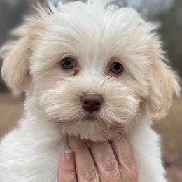 Charlie - White male Havanese puppy in Cochran, Georgia from Dean Supreme