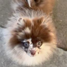 Dachshunds and Pomeranians from Purebred Pawprints