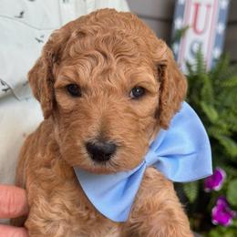 Magna - Apricot male Goldendoodle puppy in Camden, North Carolina from Oopsie Doodles of NC