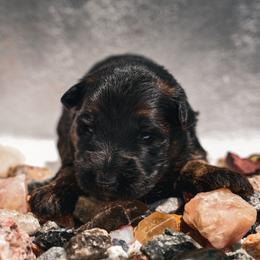 Tourmaline - Black and red female German Shepherd puppy in Windsor, South Carolina from Sinister Shepherds