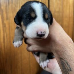 Greater Swiss Mountain Dog Puppies from Woodland Swissie’s