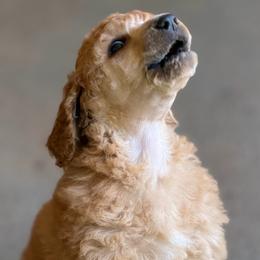 Waffle - Red  male Poodle puppy in Troy, Alabama from Redmond Rose Kennel