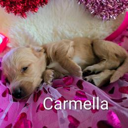 Carmella - Fawn (isabella) and tan female Dachshund puppy in Vacaville, California from SchmooterBabies