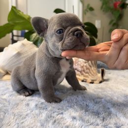 French Bulldog Puppies from French Bulldog Loco