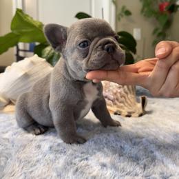 French Bulldog Puppies from French Bulldog Loco