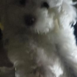 Maltipoo Puppies from Little Cupcakes and Little Punkins Maltipoos
