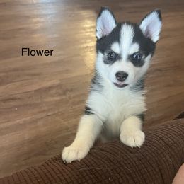 Pomsky Puppies from Farrah's Pomskies
