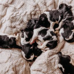 Newfoundland Puppies from Kinson Ridge Giants