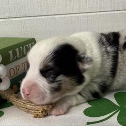 Braeburn(Blue Merle) - Blue merle and white male American Corgi puppy in Scottown, Ohio from Wyndy Ridge Corgis