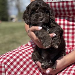 Boy 2 - Brown and white Cockapoo puppy in Rigby, Idaho from Elkington Family Farms LLC