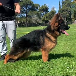 German Shepherd Puppies from Von Legends Burg