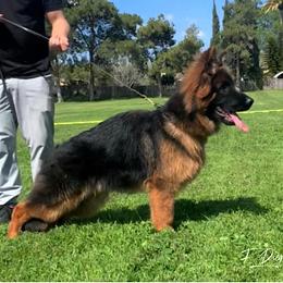 German Shepherd Puppies from Von Legends Burg