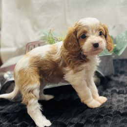 Clancey - Blenheim Cavapoo puppy in Miami, Oklahoma from BriarCreek Mini Aussies & Doodles